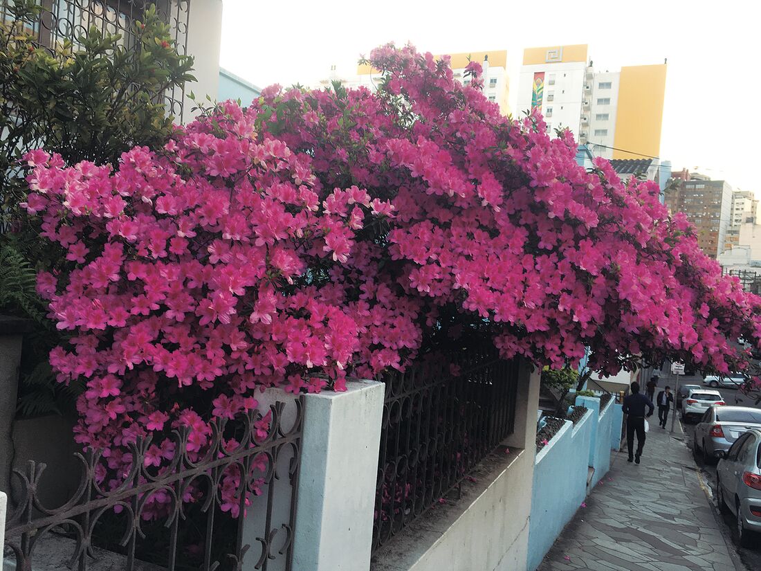 Foto sobre A primavera