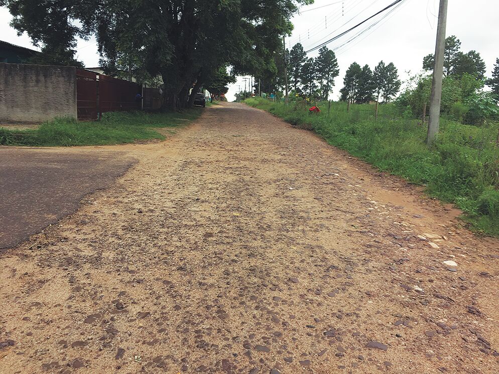 Foto sobre Pinheiro